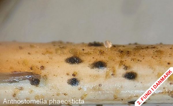 anthostomella phaeosticta
